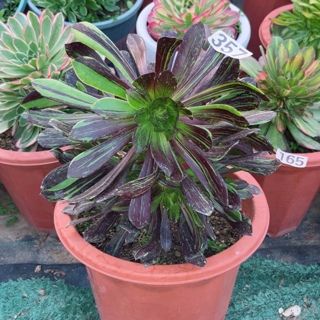 357墨法师拉丝多肉植物