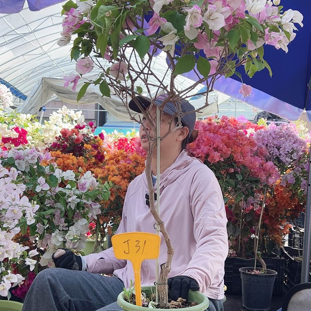 无***殿大部分花苞少量开放J31章红英