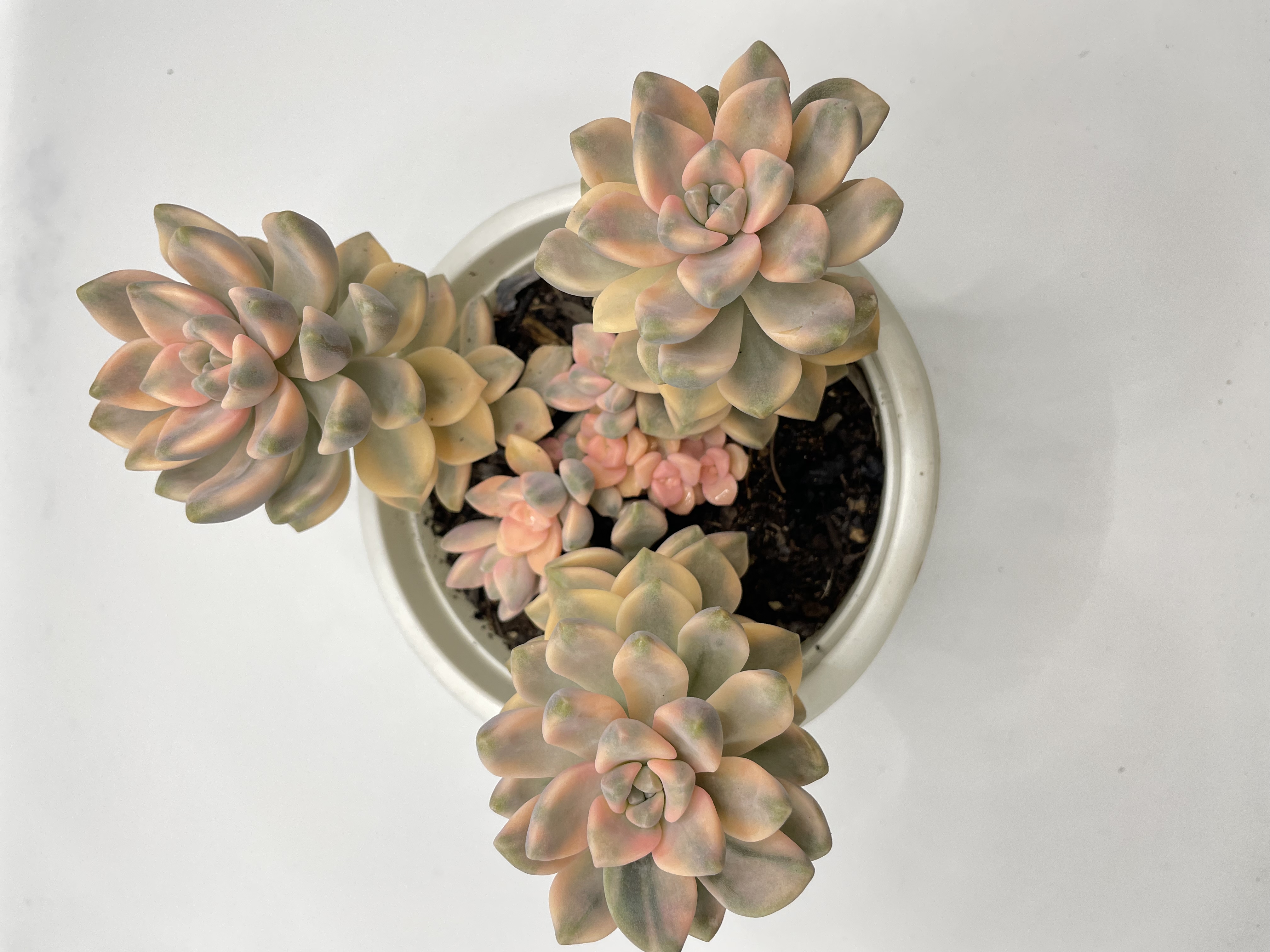 美杏锦 多肉植物 景天科 自然锦 妖桩 拼盘神器 颜色鲜艳 养眼