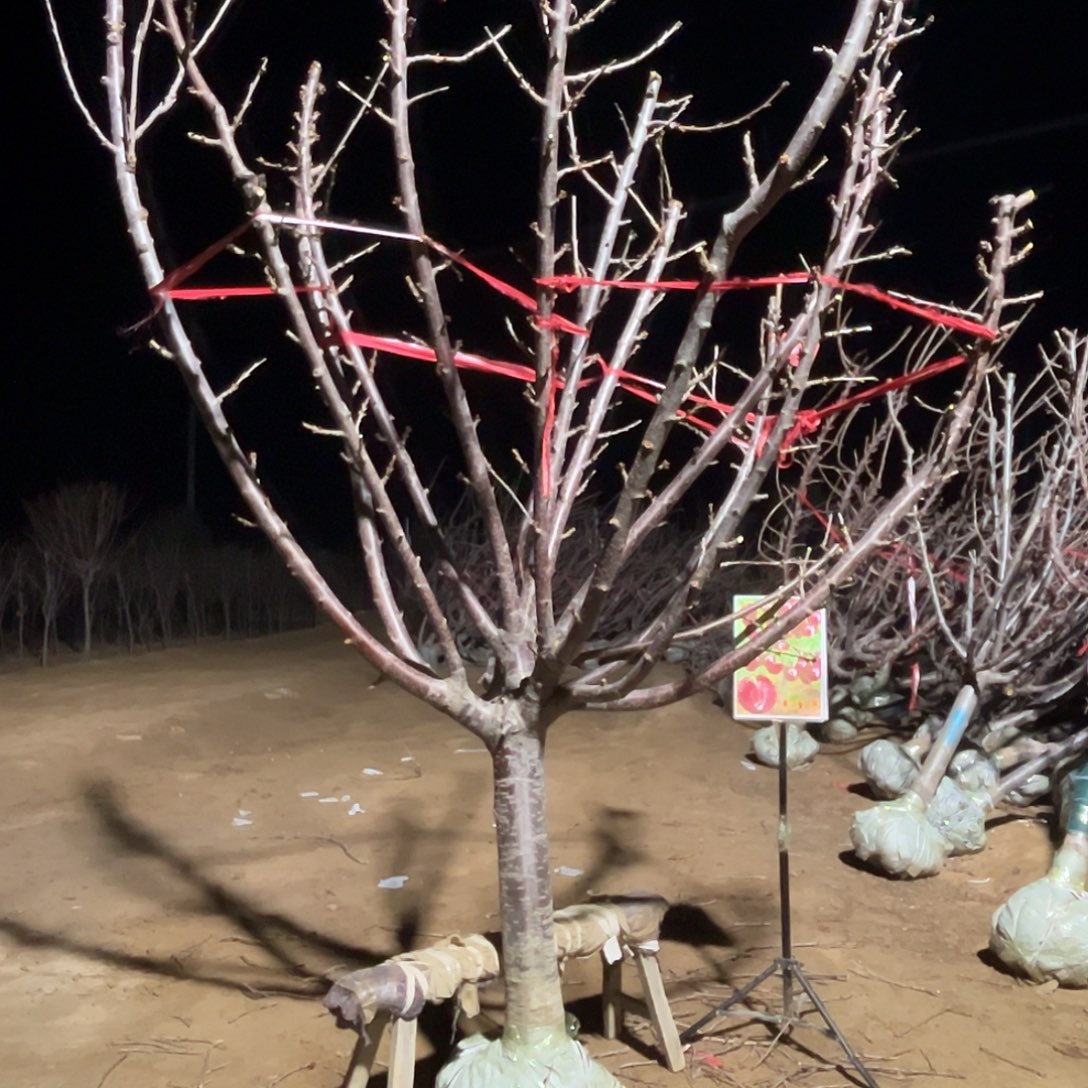 用***8完全开放车厘子树专属链接