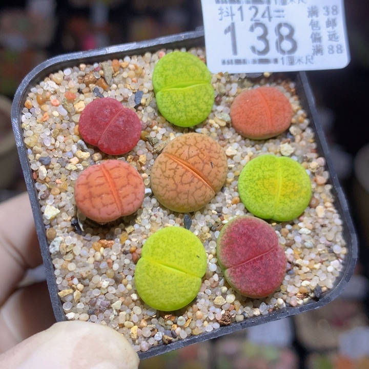 精品生石花124.138