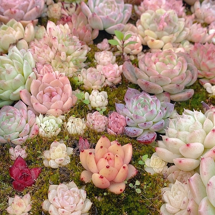 3 多肉植物盆栽花卉植物