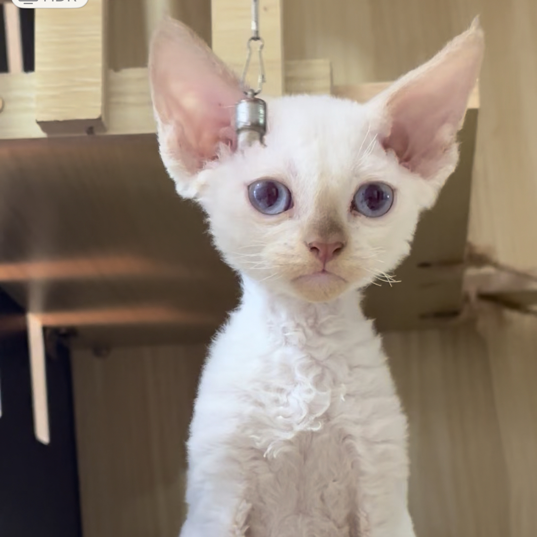 红重点德文弟弟德文卷毛猫活体猫幼崽