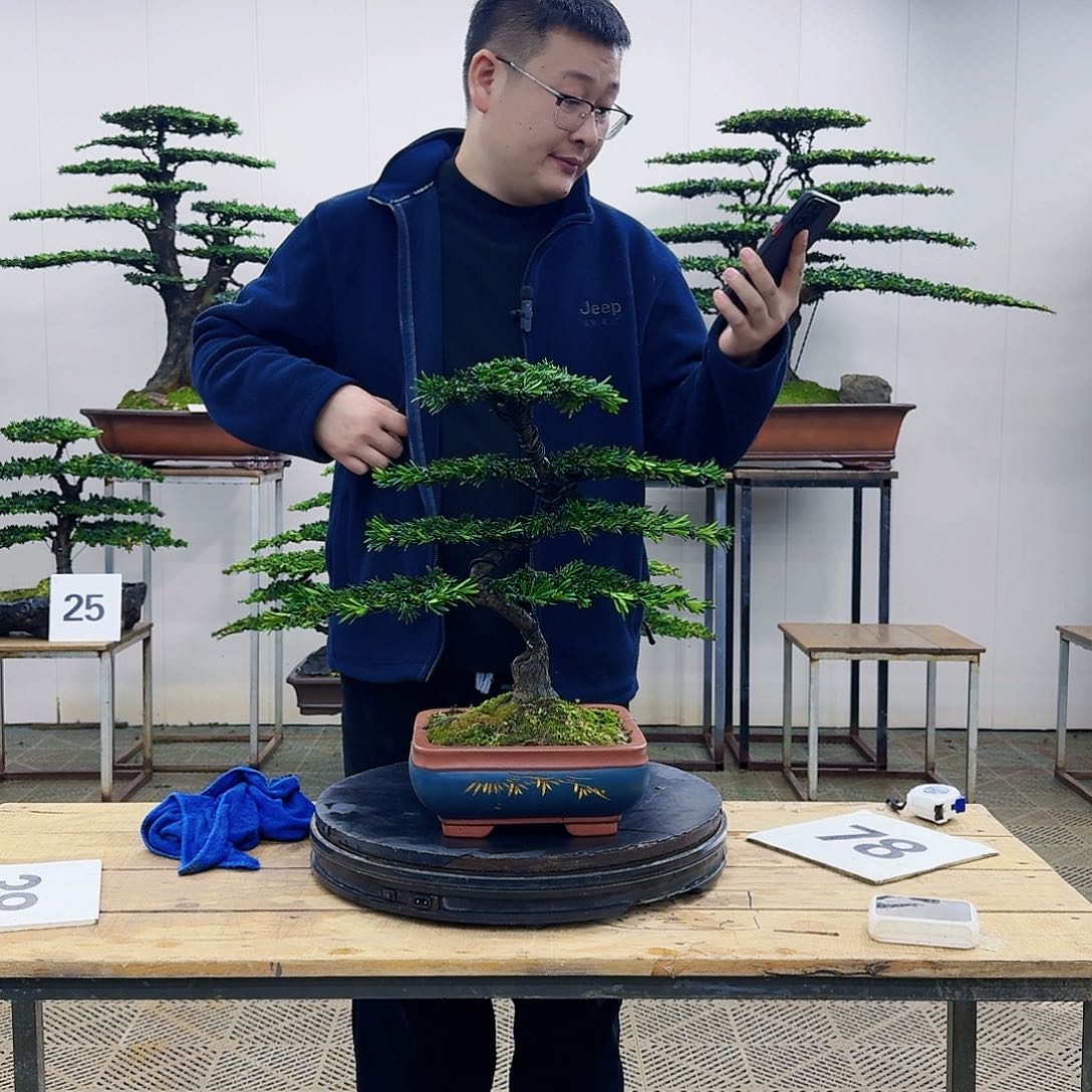 盆景米叶罗汉松盆景