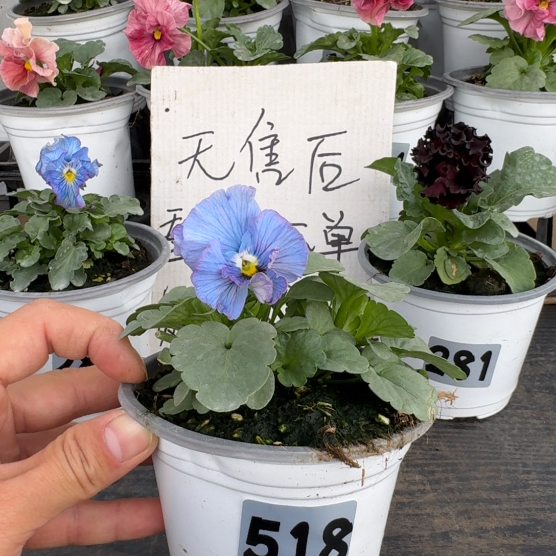 全部花朵518号蓝西尔