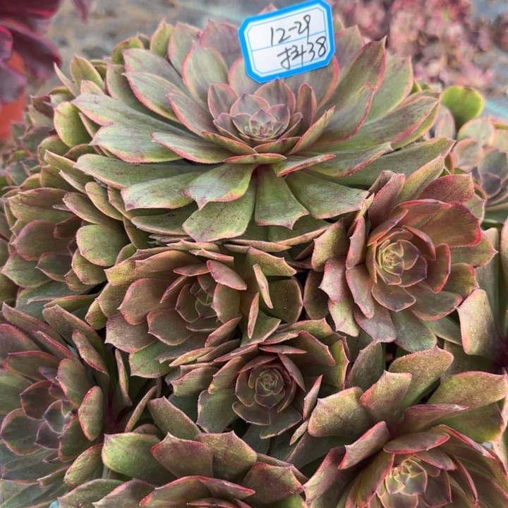 半夏多肉法师不包损38