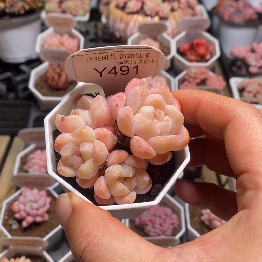 一物一拍 琥珀 6cm y491