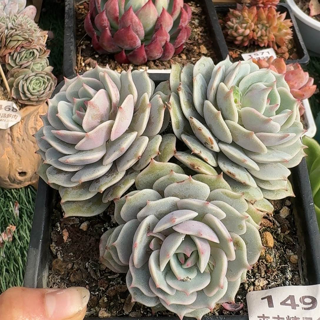 1494一物一拍（满28包邮）