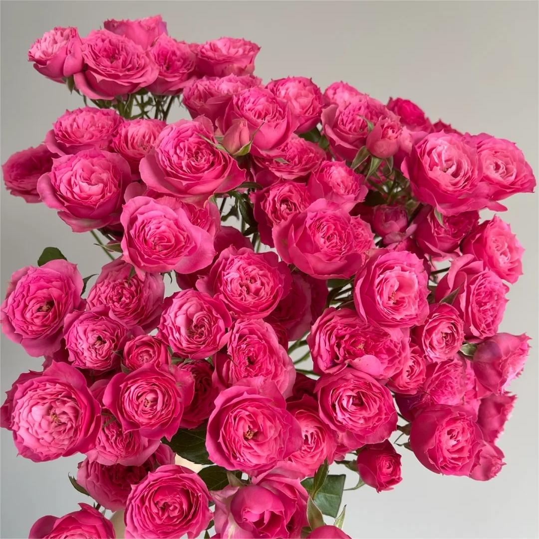 【苏菲宝贝玫瑰】云南直发玫瑰鲜花两单京东冷链包邮