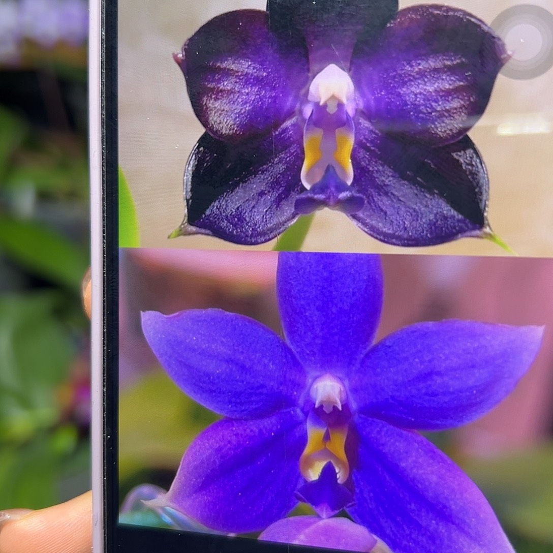 当前无花栽培后可以开花弥陀蓝鲸交彩虹苗