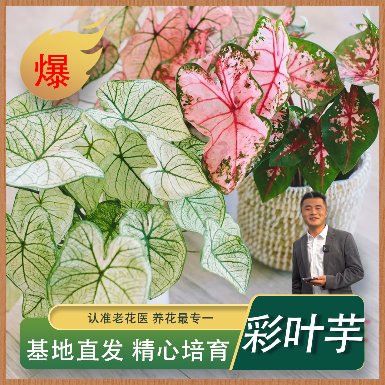 彩叶芋合集耐阴好养易搭理清新绿植客厅玄关书房盆栽