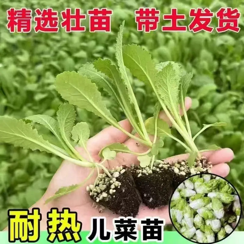 儿菜苗秧苗带土四川早熟抱子芥娃娃菜胖儿菜盆栽地栽秋季蔬菜苗