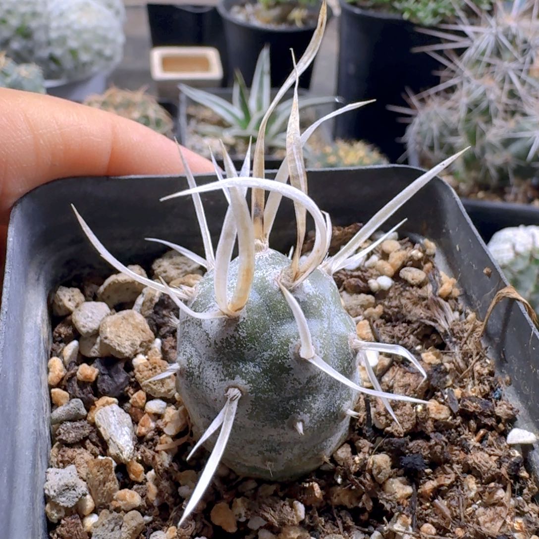 文***丁770纸刺武藏野脱土发货