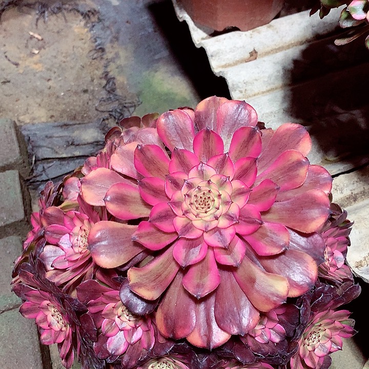 粉体美姬，多肉植物