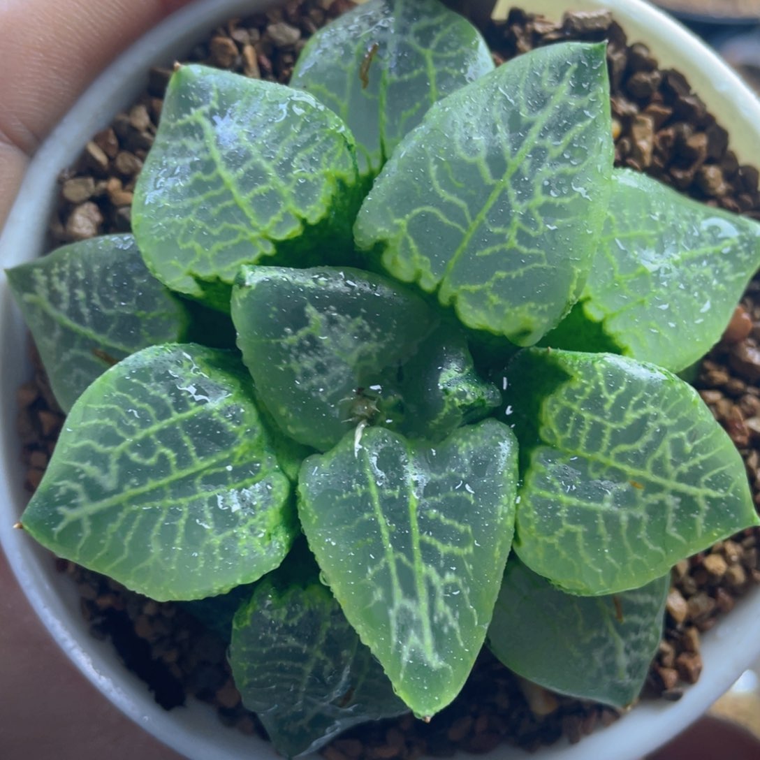 8.十二卷多肉乱舞寿。     