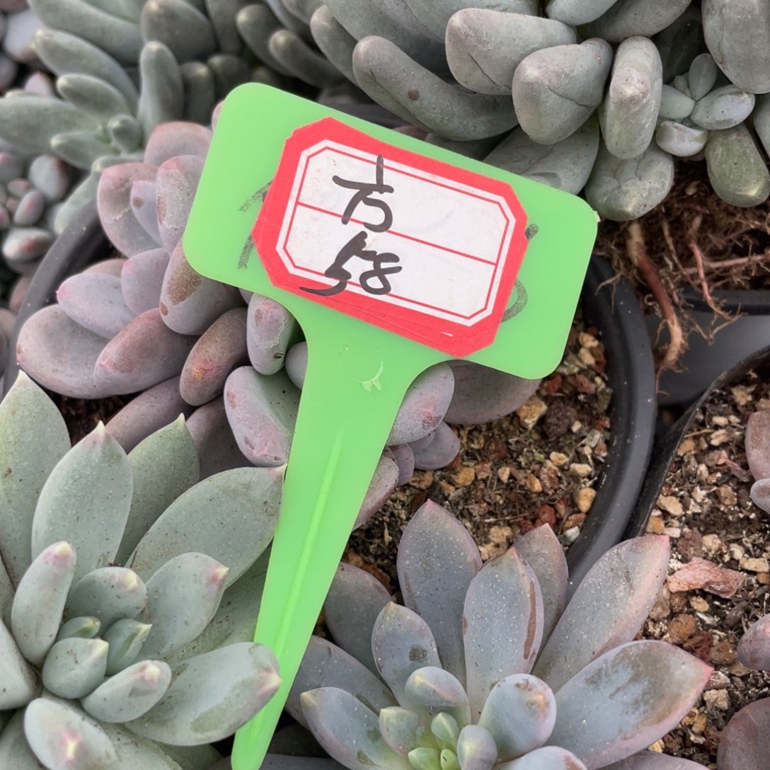 方***.姐姐说她真的有男朋友