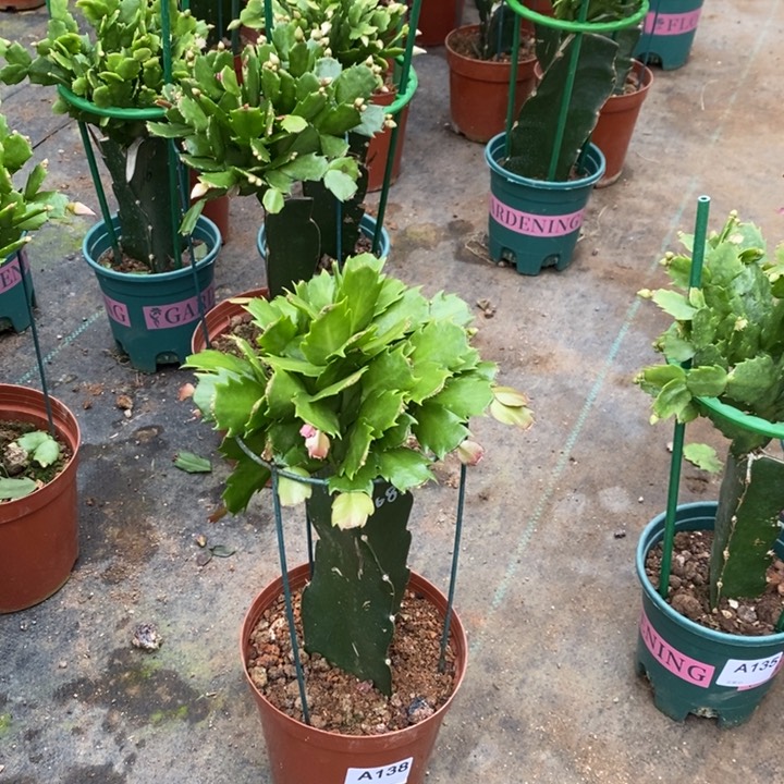 当前无花栽培后可以开花阎*民138嫁接086