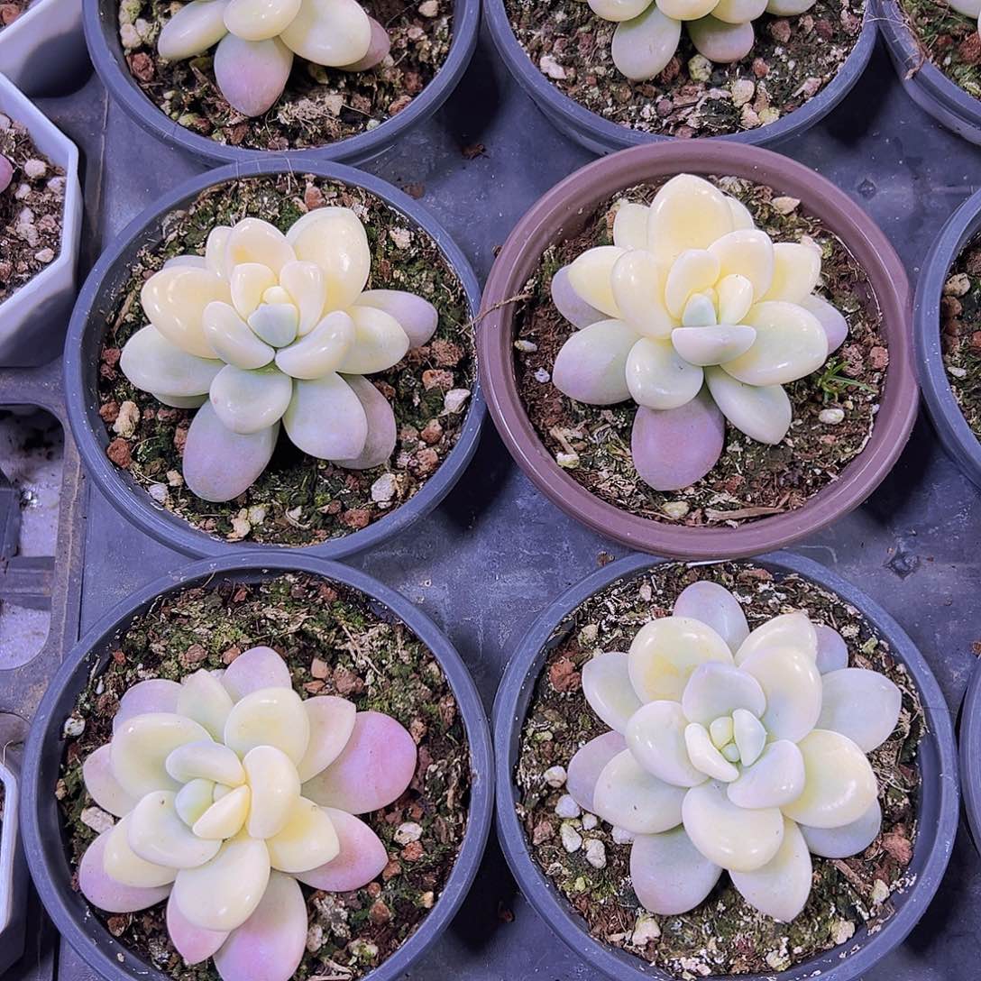 洛神锦锦19包油多肉植物