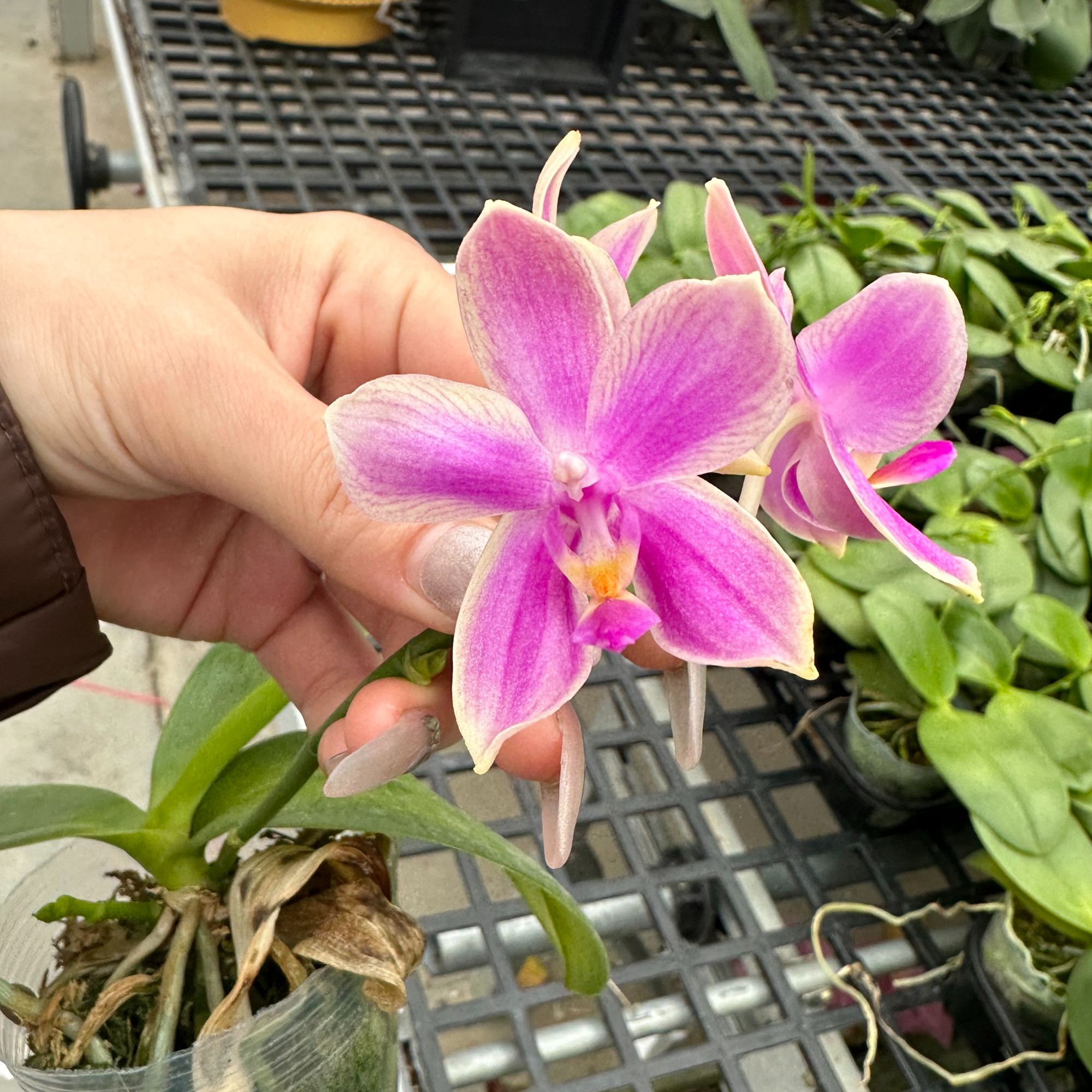 【香奈儿】带香味 蜡质花花 2颗