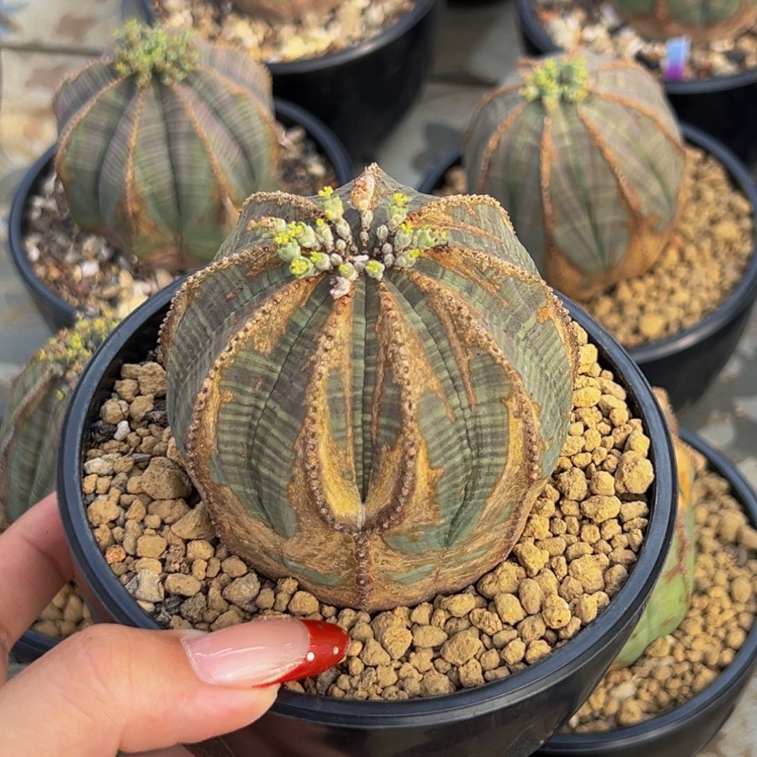 m重金属欧系布纹球带盆