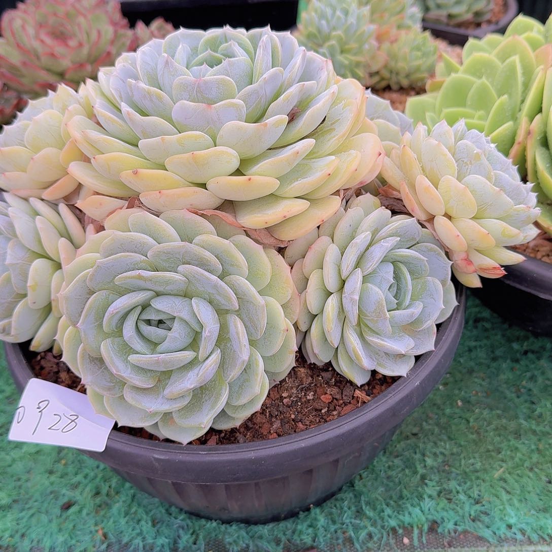 水*蓝0928劳林多肉植物