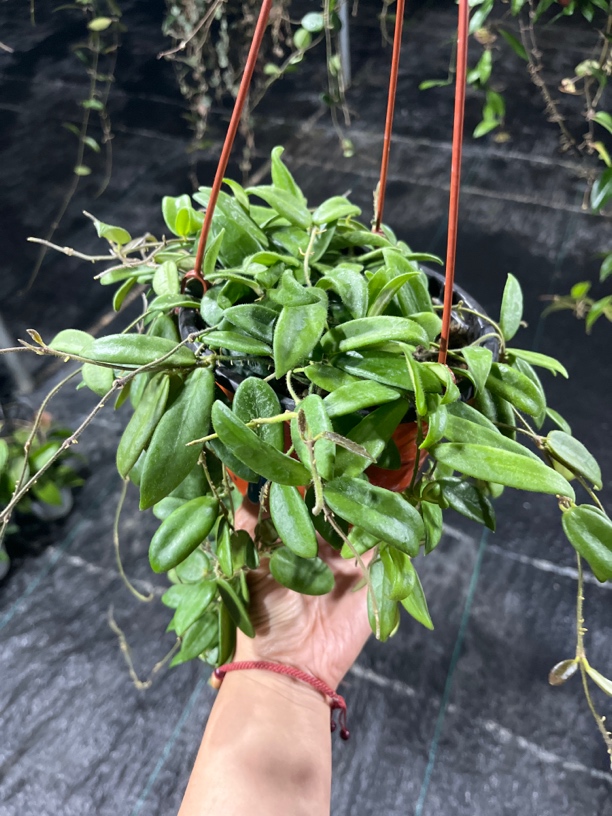 【香花】球兰大苗盆栽 不包叶损 爬藤攀援吊兰植物