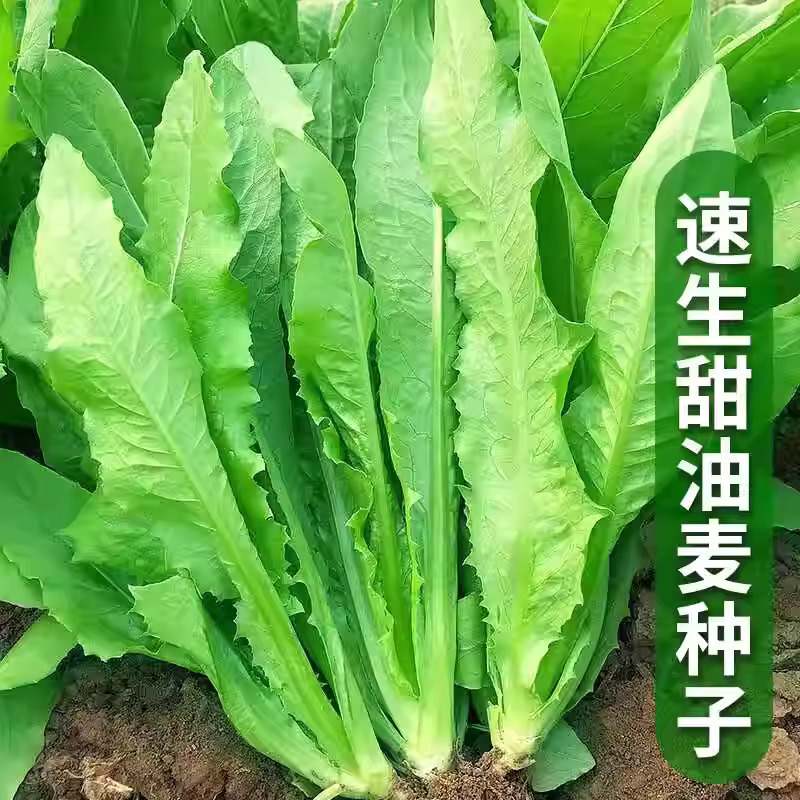 【全店满5包包邮】四季油麦菜种子春秋阳台盆栽蔬菜耐热籽种