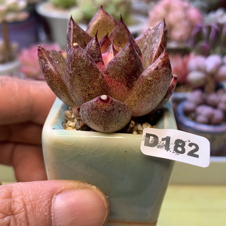 D182一物一拍带盆