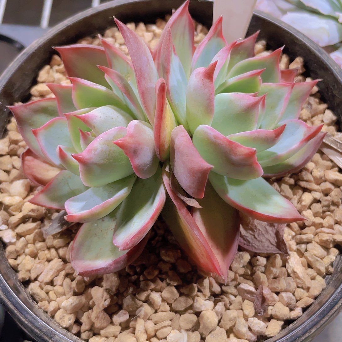 惊鸿仙子w014一物一拍