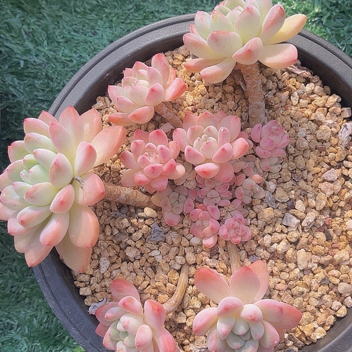 佳人杂0643多肉植物