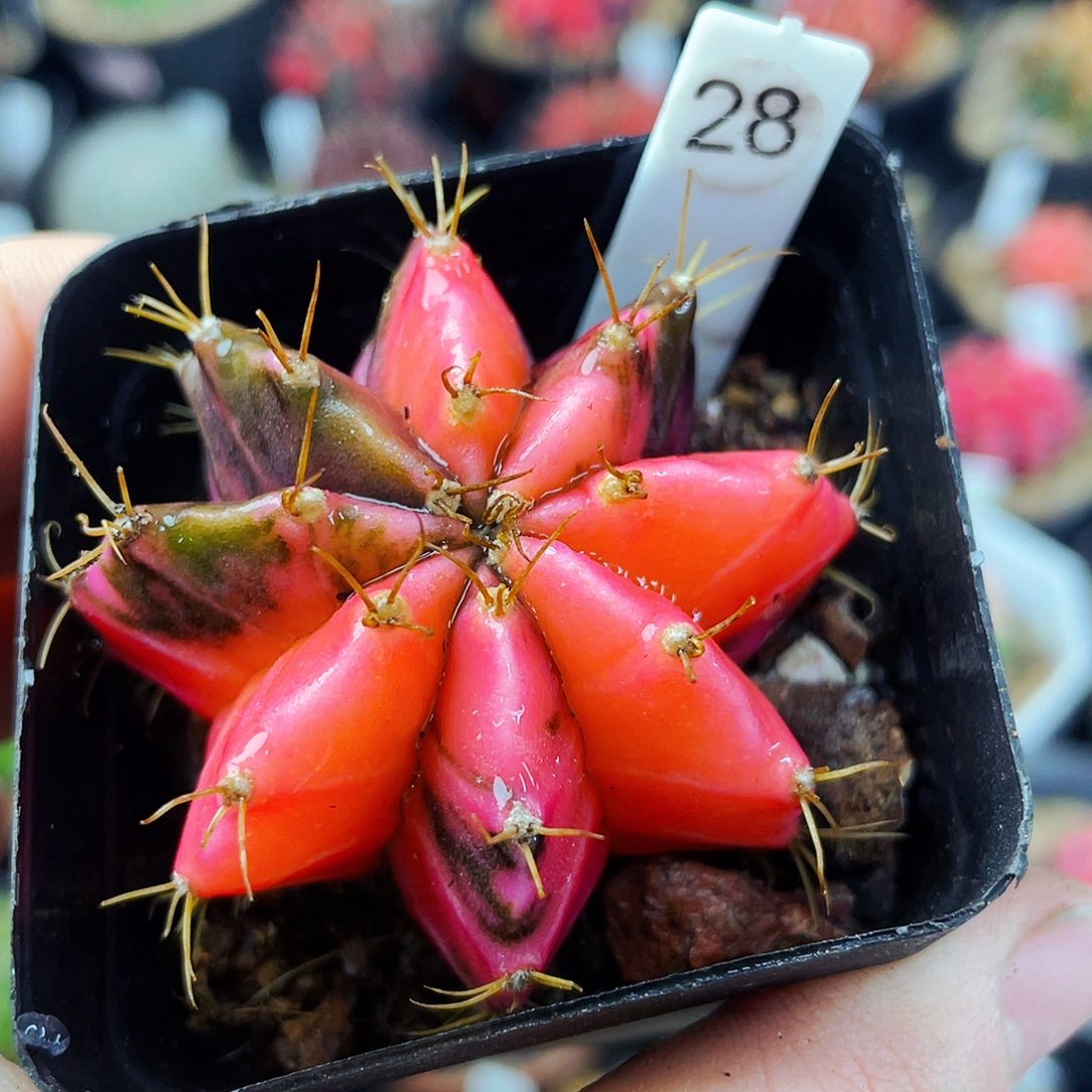 非偏远地区满25包邮仙人球