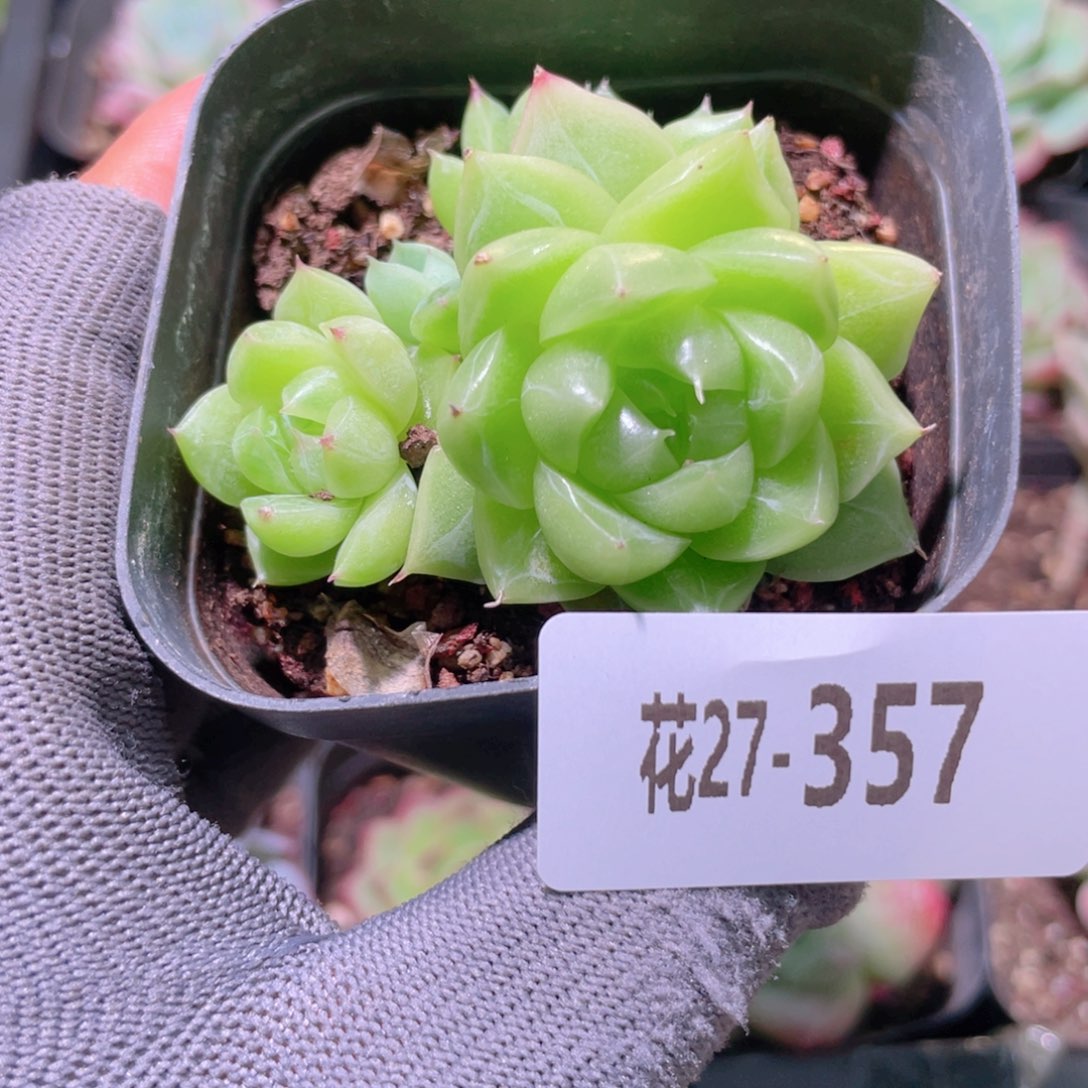 花利美27-357麦秆