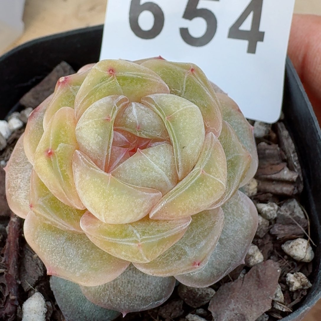 柔美珍妮         精品多肉