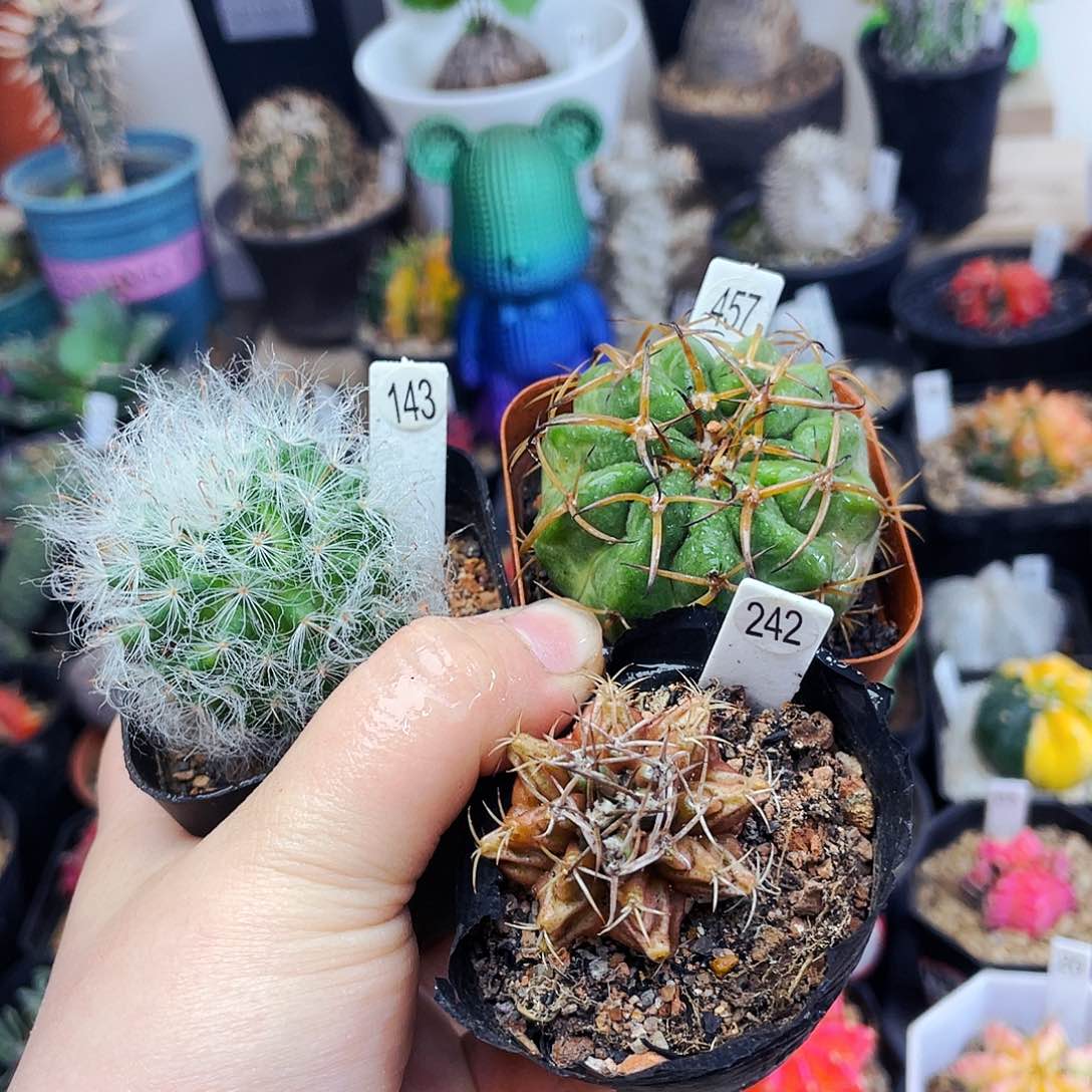 非偏远地区满25包邮仙人球