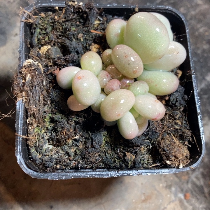 油煎丸子锦多肉植物