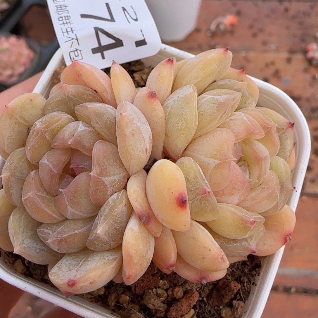 白色恋人一颗脱土发货