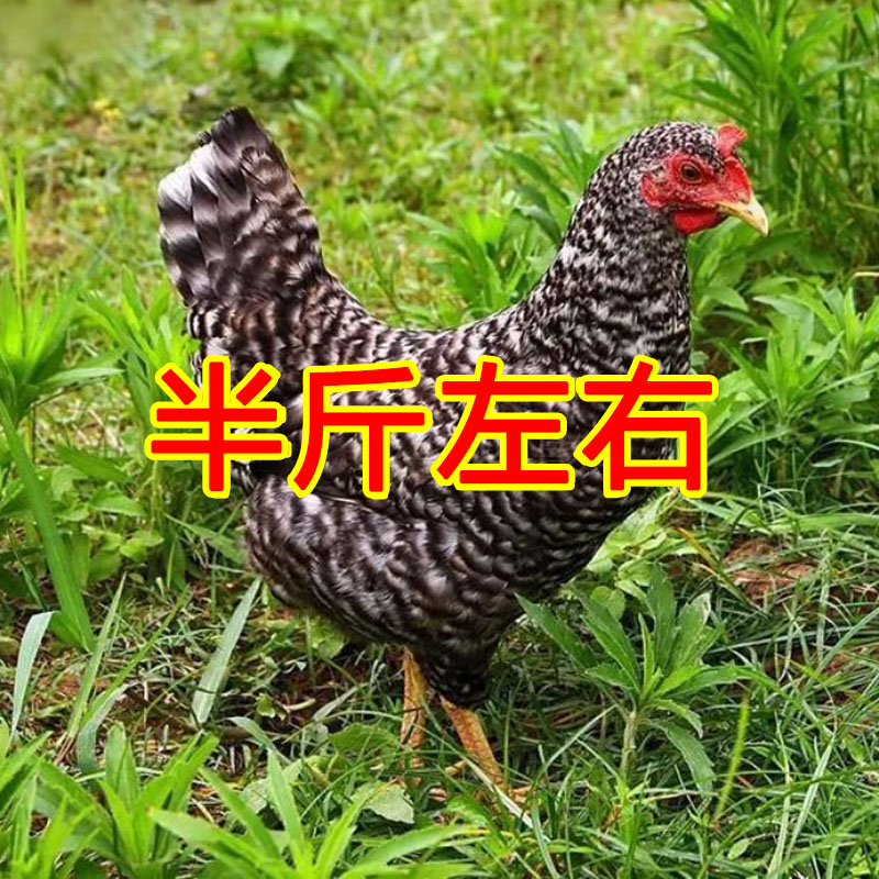 【10只】黑芦花鸡 绿壳蛋 半斤左右宠物鸡活体【顺丰包邮】