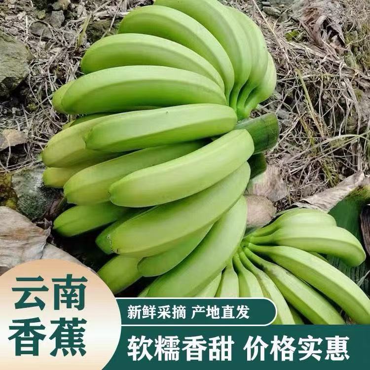 刀刀专属-正宗云南悬崖香蕉好吃丑香蕉又甜又香的原生态香蕉