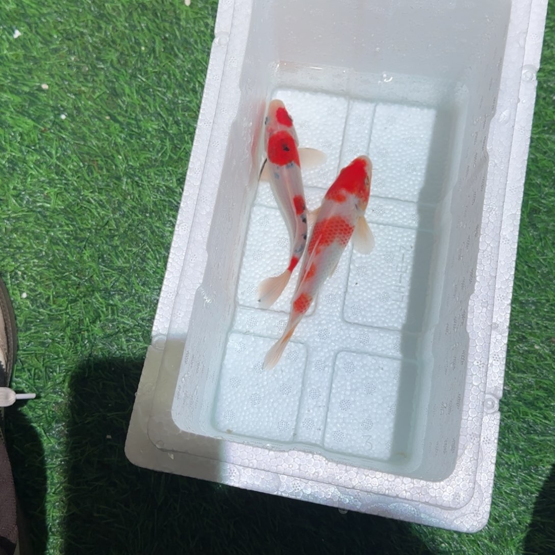 大***鱼锦鲤锦鲤鱼观赏鱼锦鲤