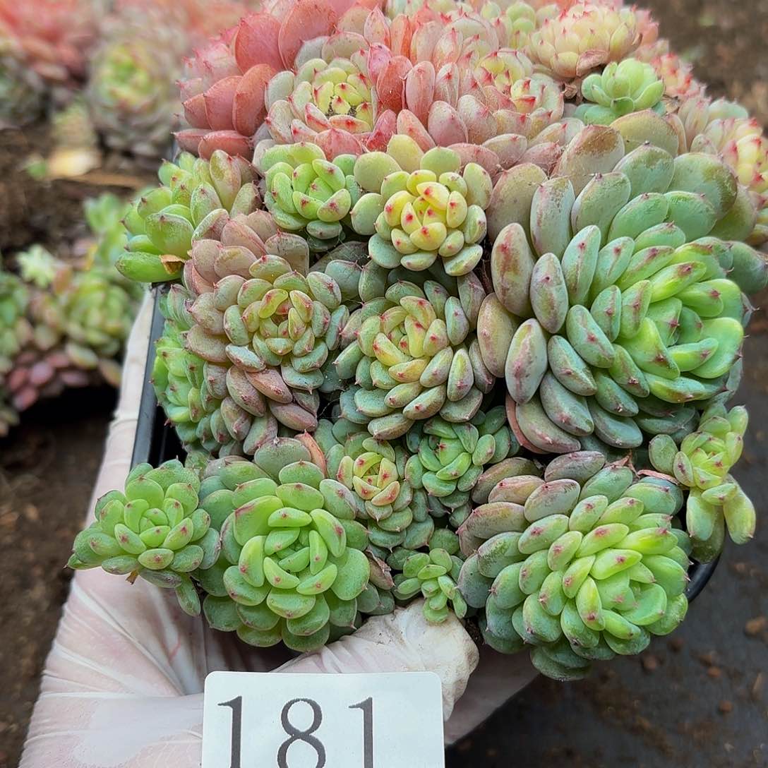 多肉植物多肉植物181