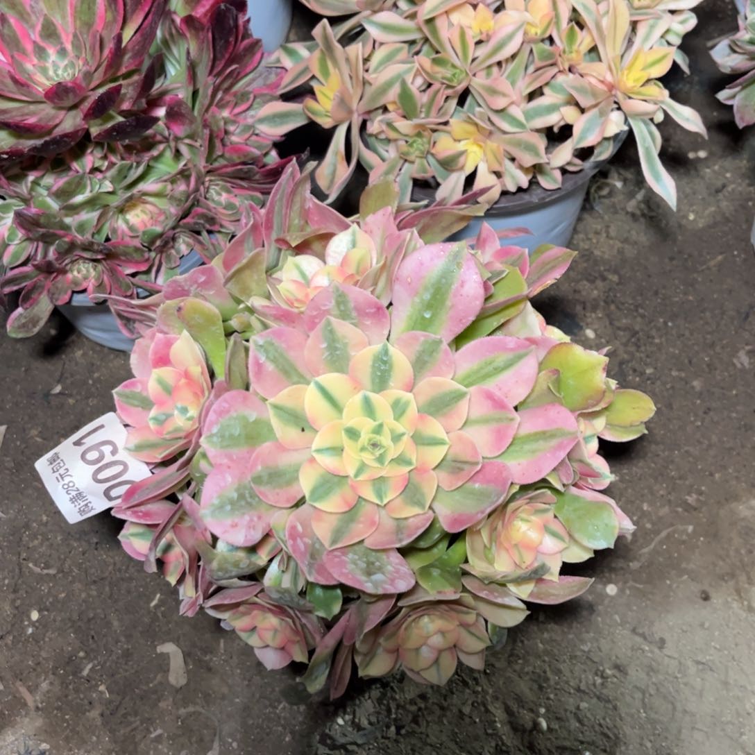 091多肉植物红牡丹