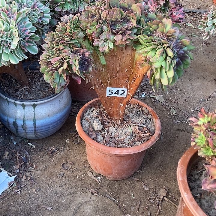 542万缀老板子法师缀老