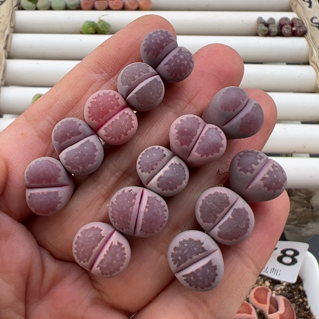 3.8好看的多肉脱土发货626高腿