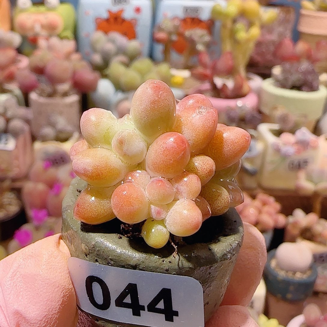 T樱花奶盆口2.5cm