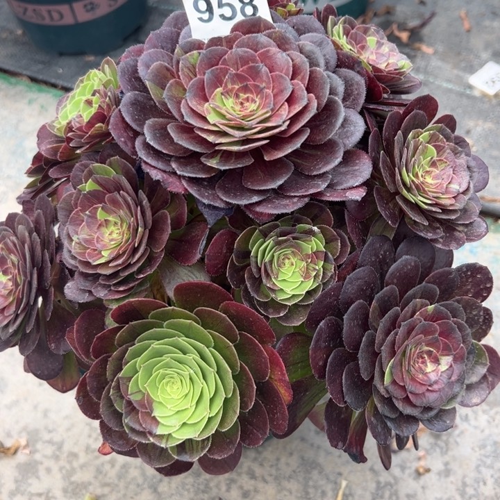 658花月夜25厘米半木质