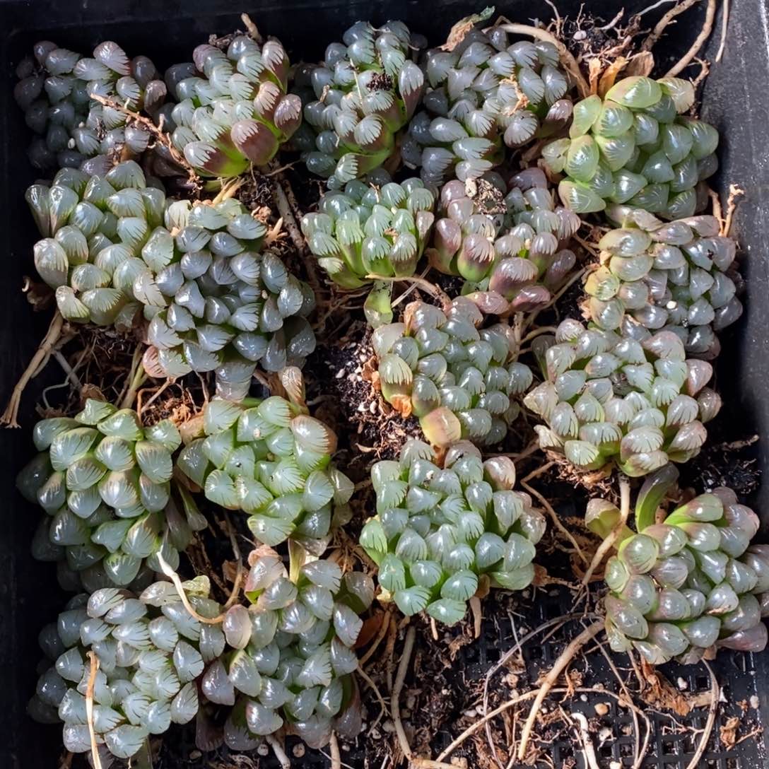 2729 一颗优选实生超大冰灯玉露 元旦整点福利