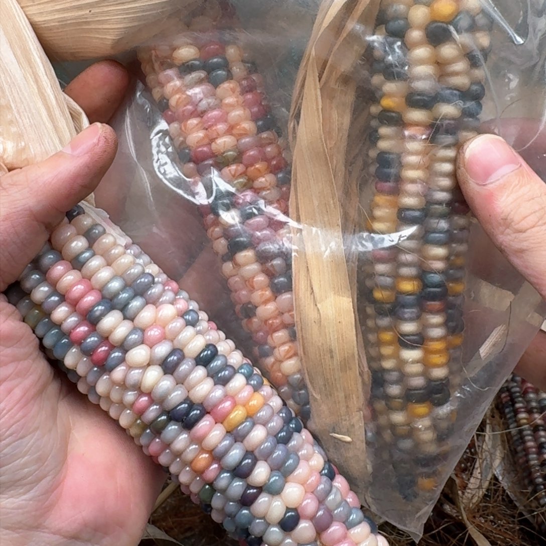 柏香籽/百香籽吊坠略**略