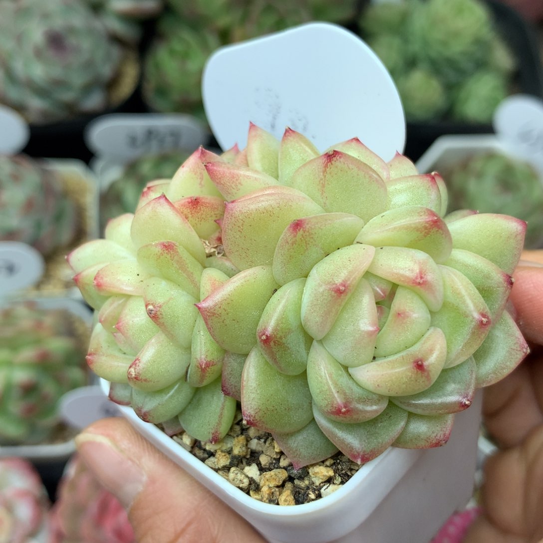 油透珍妮群4633多肉