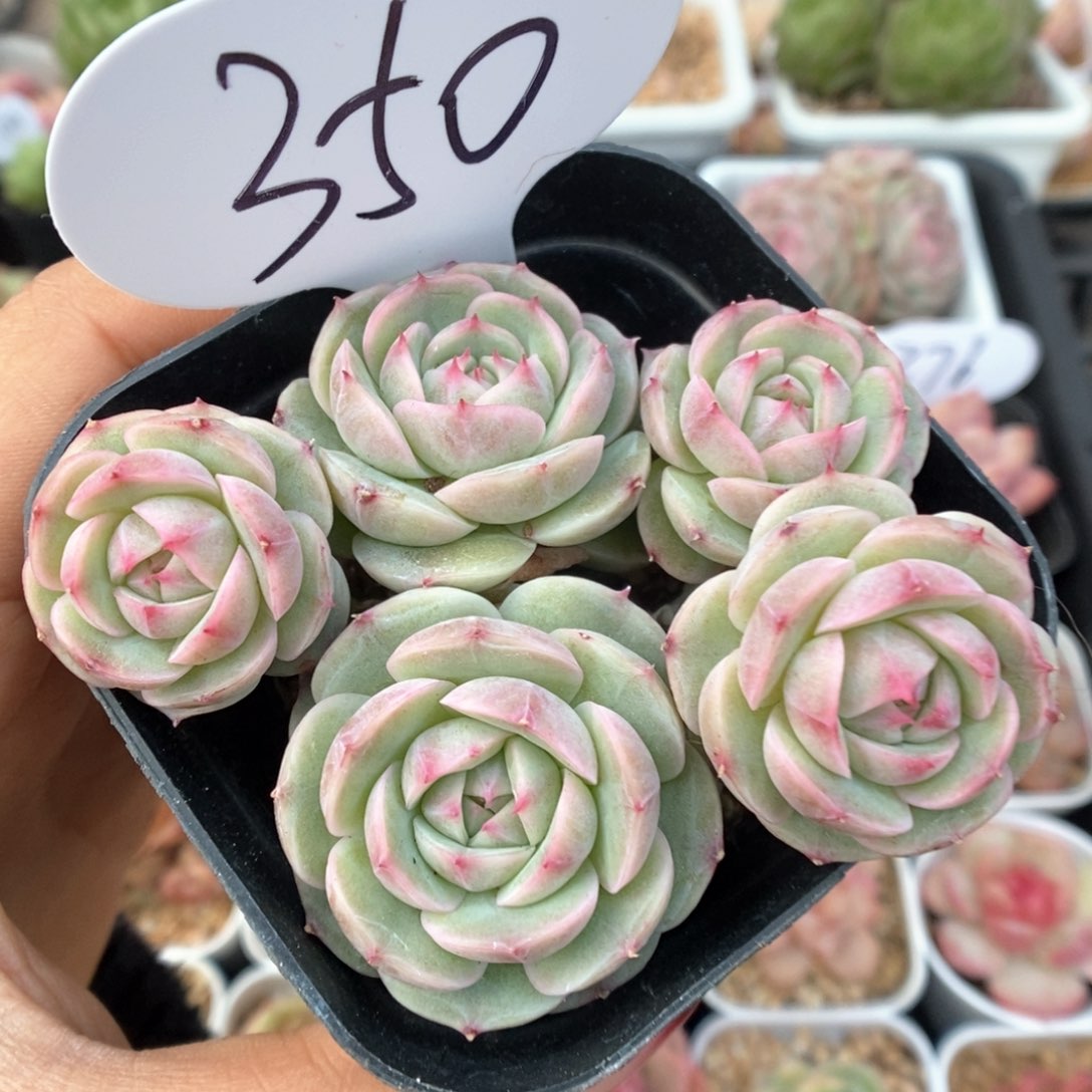 白芷珍妮群生可拍350号。 