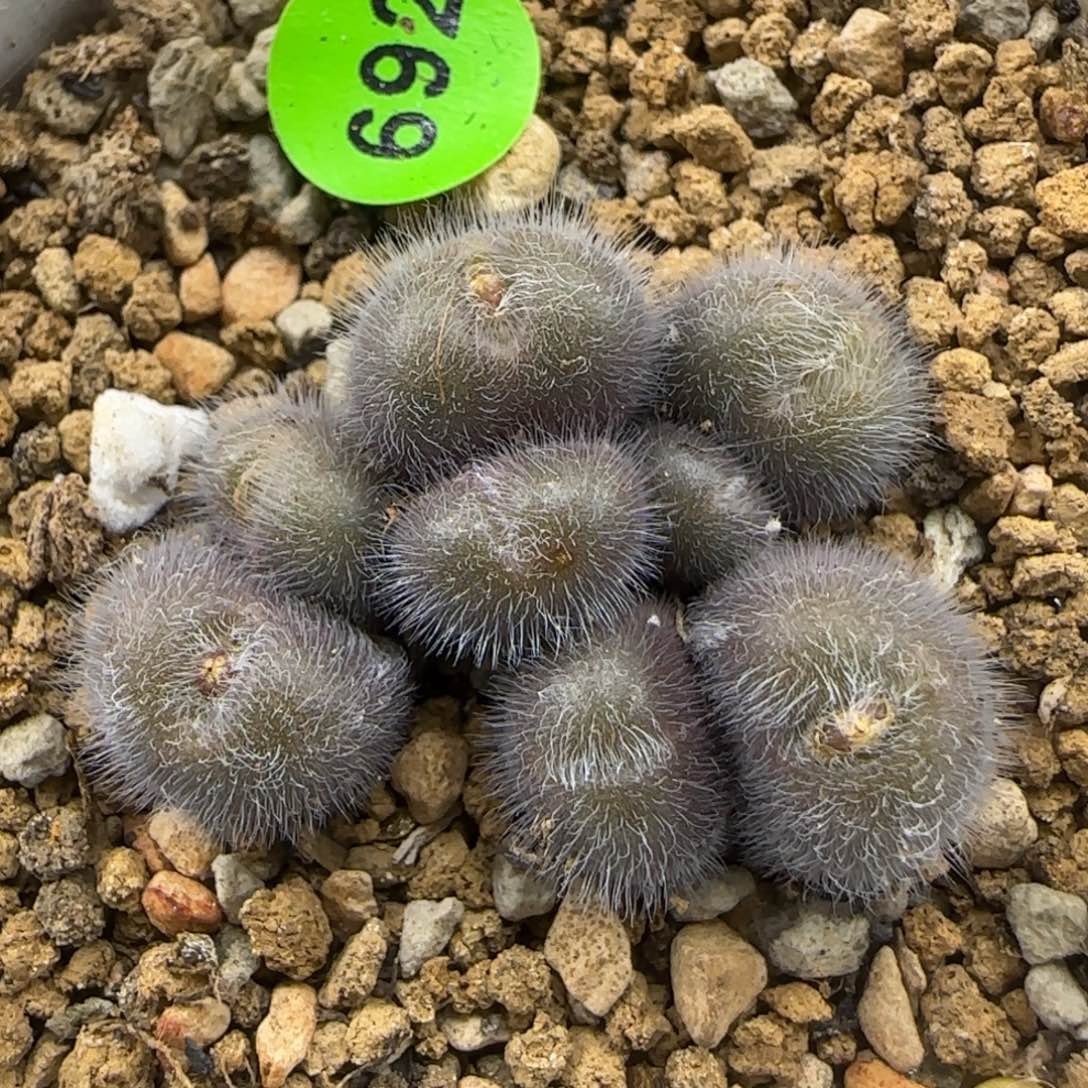 斯蒂芬大型红毛球群692